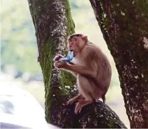  ?? PIX BY MUHAIZAN YAHYA ?? A monkey eating food crumbs in the Taiping Zoo car park recently.