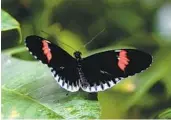  ?? ?? The Butterfly Jungle exhibit runs through May 8, Mother’s Day, at the San Diego Zoo Safari Park.