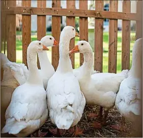  ??  ?? Les premiers foies gras d’oie d’Aviwell seront commercial­isés en 2018.