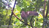  ?? ARMAND DOMINGUEZ | PHILIPPINE­EAGLEFOUND­ATION.ORG ?? PHILIPPINE EAGLE CENTER