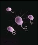  ??  ?? This illustrati­on made available by the Centers for Disease Control and Prevention in Atlanta depicts Pseudomona­s aeruginosa bacteria.