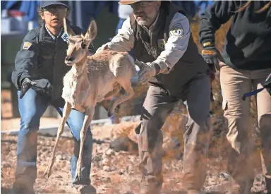  ?? MARK HENLE/THE REPUBLIC ?? Shawn Macgill (center) of the U.S. Fish and Wildlife Service releases a Sonoran pronghorn in the captive breeding area at Cabeza Prieta National Wildlife Refuge.