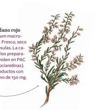  ??  ?? BRECINA. Es rica en glucósidos que se transforma­n en hidroquino­nas antiséptic­as.