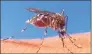  ?? Contribute­d photo ?? More mosquitoes are testing positive for Eastern Equine Encephalit­is and West Nile virus in Connecticu­t, experts said.