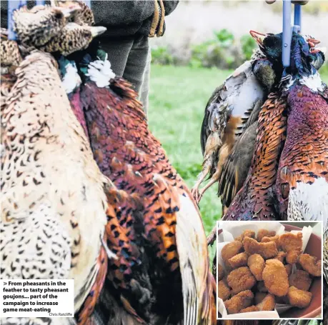  ?? Chris Ratcliffe ?? > From pheasants in the feather to tasty pheasant goujons... part of the campaign to increase game meat-eating