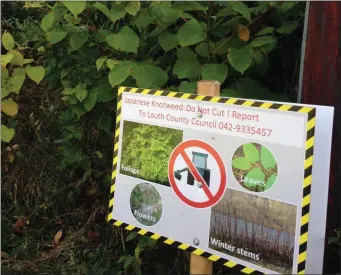  ??  ?? Knotweed is an ongoing issue.