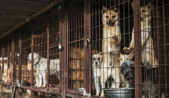  ??  ?? Caged: The dogs in this South Korean meat farm were saved. Inset: Lord Robin Russell with Bounce (left) and Elsa
