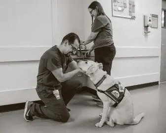  ?? Jon Shapley / Staff photograph­er ?? Nicholas Ortiz, a pediatrics resident, stops to pet Dexter as Christy Lange brings him into work at Children’s Memorial Hermann Hospital on July 9, 2019.