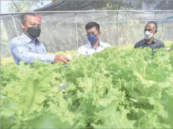  ?? — Bernama photos ?? (From left) Mohd Hanifa and PPK Pengkalan Chepa general manager Zainisham Idris check out the salad leaves grown hydroponic­ally.