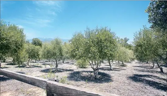  ?? Brian van der Brug Los Angeles Times ?? ADMIRE the trees as you visit the family-owned Ojai Olive Oil Co., which makes three types of extra-virgin oil. Join a free tour or visit the tasting room.