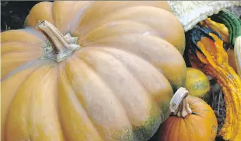  ?? DEAN FOSDICK/THE ASSOCIATED PRESS ?? Harvest a Halloween garden.