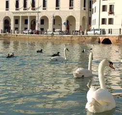  ??  ?? Nelle acque del Sile In centro i reflui finiscono nel fiume, dove si sciolgono