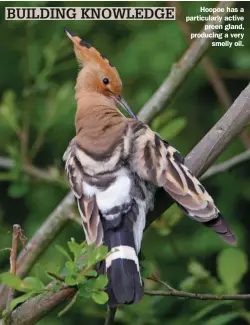  ??  ?? Hoopoe has a particular­ly active preen gland, producing a very smelly oil.