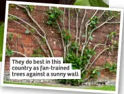  ?? ?? They do best in this country as fan-trained trees against a sunny wall