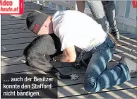  ??  ?? … auch der Besitzer konnte den Stafford nicht bändigen.