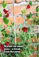  ??  ?? Stylish red sweet peas – a break from the norm