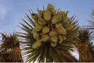  ?? Valley. Photograph: Étienne Laurent/EPA ?? The joshua tree's fruits in the Joshua Tree national park in California near Yucca