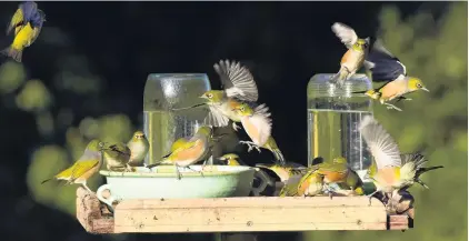  ?? PHOTO: STEPHEN JAQUIERY ?? Silvereyes (waxeyes to many) flock to a bird table in Sawyers Bay, where they drink up to six litres of sugar water a day.