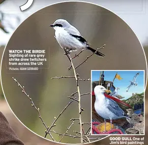  ?? Pictures: ADAM GERRARD ?? WATCH THE BIRDIE Sighting of rare grey shrike drew twitchers from across the UK