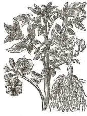  ??  ?? Growing influence
A potato plant depicted by the English botanist John Gerarde in the 1590s. By now, the crop’s appeal had spread far beyond its South American home