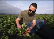  ?? AP FILE ?? BITTER TASTE: William Terry of Terry Farms in Oxnard, Calif., has been hit hard by fertilizer costs.