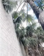  ?? SUSANNAH BRYAN/SUN SENTINEL PHOTOS ?? Jeyamo points to one of the trees he says died after a high-rise tower started going up next door. Many of the palm trees hug the wall of a parking garage waiting for stucco. Prime Group, the developer building Quantum Flagler Village, says homeowner Julliano Jeyamo refuses to let workers on his property to finish the work.