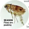  ??  ?? SEASON Fleas are peaking