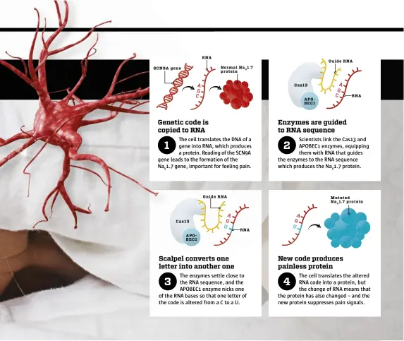  ??  ?? Genetic code is copied to RNA
1 The cell translates the DNA of a gene into RNA, which produces a protein. Reading of the SCN9A gene leads to the formation of the NaV1.7 gene, important for feeling pain.
Scalpel converts one letter into another one
3 The enzymes settle close to the RNA sequence, and the APOBEC1 enzyme nicks one of the RNA bases so that one letter of the code is altered from a C to a U.
Enzymes are guided to RNA sequence
2 Scientists link the Cas13 and APOBEC1 enzymes, equipping them with RNA that guides the enzymes to the RNA sequence which produces the NaV1.7 protein.
New code produces painless protein
4 The cell translates the altered RNA code into a protein, but the change of RNA means that the protein has also changed – and the new protein suppresses pain signals.