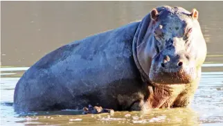  ??  ?? MOTHERLY LOVE: The calf will stay mostly in the water for about 18 months.