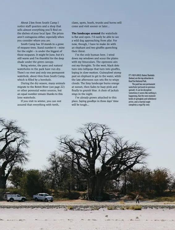  ??  ?? IT’S 100 % WILD. Baines’Baobabs (below) are the top attraction in Nxai Pan National Park.The park has one permanent waterhole (pictured on previous spread). It can be deceptive: Sometimes it seems like nothing is happening. But the next moment herds of springbok and wildebeest arrive, and a martial eagle completes a regal fly- over.