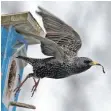  ?? FOTO: DPA ?? Der Star gilt als Allerwelts­vogel. Doch die Bestände schrumpfen rasant.