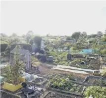  ??  ?? Allotments have provided a place of sanctuary during 2020