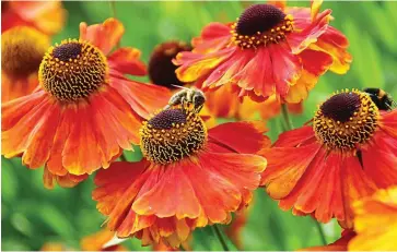  ??  ?? Glowing: Rudbeckias, with quirky cone centres, bring golden tones to your garden