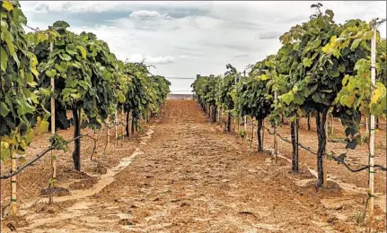  ?? NATALIYA FORD/GETTY ?? Texas, with more than 400 wineries, is one of the top 10 wine-producing states. The majority of wines come from the Austin and Lubbock areas.