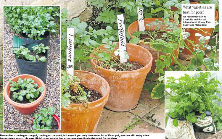  ??  ?? Remember - the bigger the pot, the bigger the yield, but even if you only have room for a 30cm pot, you can still enjoy a few home-grown spuds this year. Right, you can now buy grow bags specifical­ly designed for potatoes
What varieties are best for pots?
We recommend Swift, Charlotte and Rocket, Internatio­nal Kidney, Pink Gypsy and Maris Bard