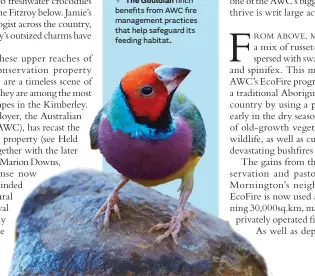  ??  ?? The Gouldian finch benefits from AWC fire management practices that help safeguard its feeding habitat.