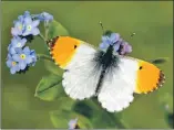  ?? Photograph: Iain H Leach ?? The Orange-tip butterfly can now be more regularly seen on the West Coast.