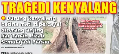  ??  ?? HABITAT: Lokasi di mana burung kenyalang tersebut bersarang pada
banir pokok.