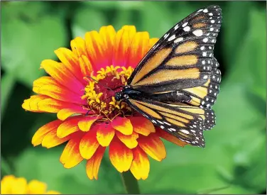  ?? Handout ?? While monarch butterflie­s require milkweed to lay their eggs, they also stock up on nectar from other flowering plants.