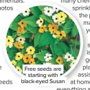  ??  ?? Free seeds are starting with black-eyed Susan