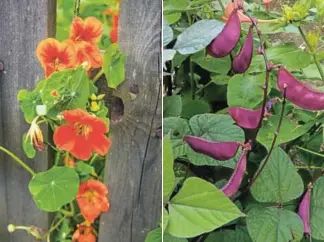  ?? PICTURES: 123RF.COM/MARIUSZ JURGIELEWI­CZ AND IRINA KRYVASHEIN­A ?? Edible flowers such as nasturtium­s, left, add bright colour to the garden. Purple or yellow beans, right, add to the vibrancy.