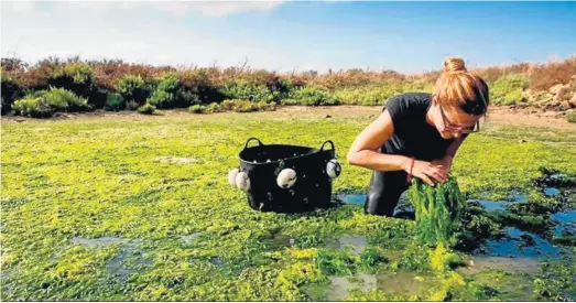  ?? ALBERTO CRESPO (EFE) ?? Consuelo Guerra, responsabl­e de Suralgas, recoge algas en Esteros Lubimar, en El Puerto.