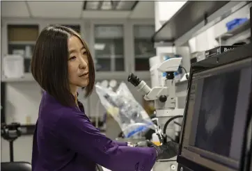  ?? PHOTOS BY JEREMY REHM — THE ASSOCIATED PRESS ?? Cheryl Hayashi uses a microscope to work on a spider in her lab at the American Museum of Natural History in New York. Hayashi has collected spider silk glands of about 50species, just a small dent in the more than 48,000spider species known worldwide.