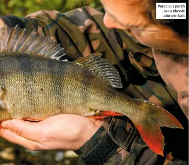  ??  ?? Voracious perch love a classic lobworm bait