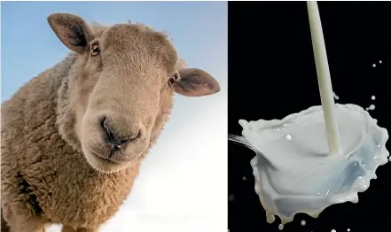  ??  ?? Sheep milk is the focus on a new study by scientists at AgResearch and Auckland University’s Liggins Institute, who are hoping to find evidence to support claims the milk is the gentlest dairy option for sensitive stomachs.