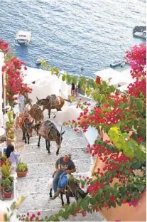  ?? ?? A man leads a pack of donkeys up the stairs from the port in Santorini, one of the more popular — and more tourist-populated — of the Greek islands.