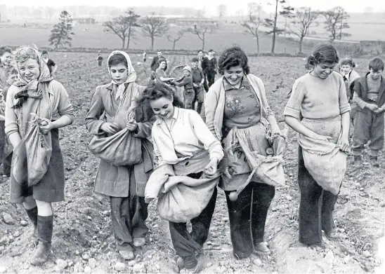  ??  ?? HARVEST HOLIDAY: Families and friends join together planting and picking tatties in the local fields during the October holidays.