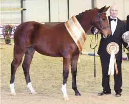  ??  ?? Cosette’s Prospect ends her season with the amateur supreme title