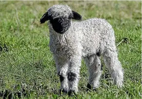  ?? STACY SQUIRES/STUFF ?? Hayden and Melissa Cowan have imported valais blacknose sheep embryos from Britain.