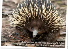  ??  ?? Echidnas are named after a creature mythology in Greek referred to as the ‘mother of monsters’
